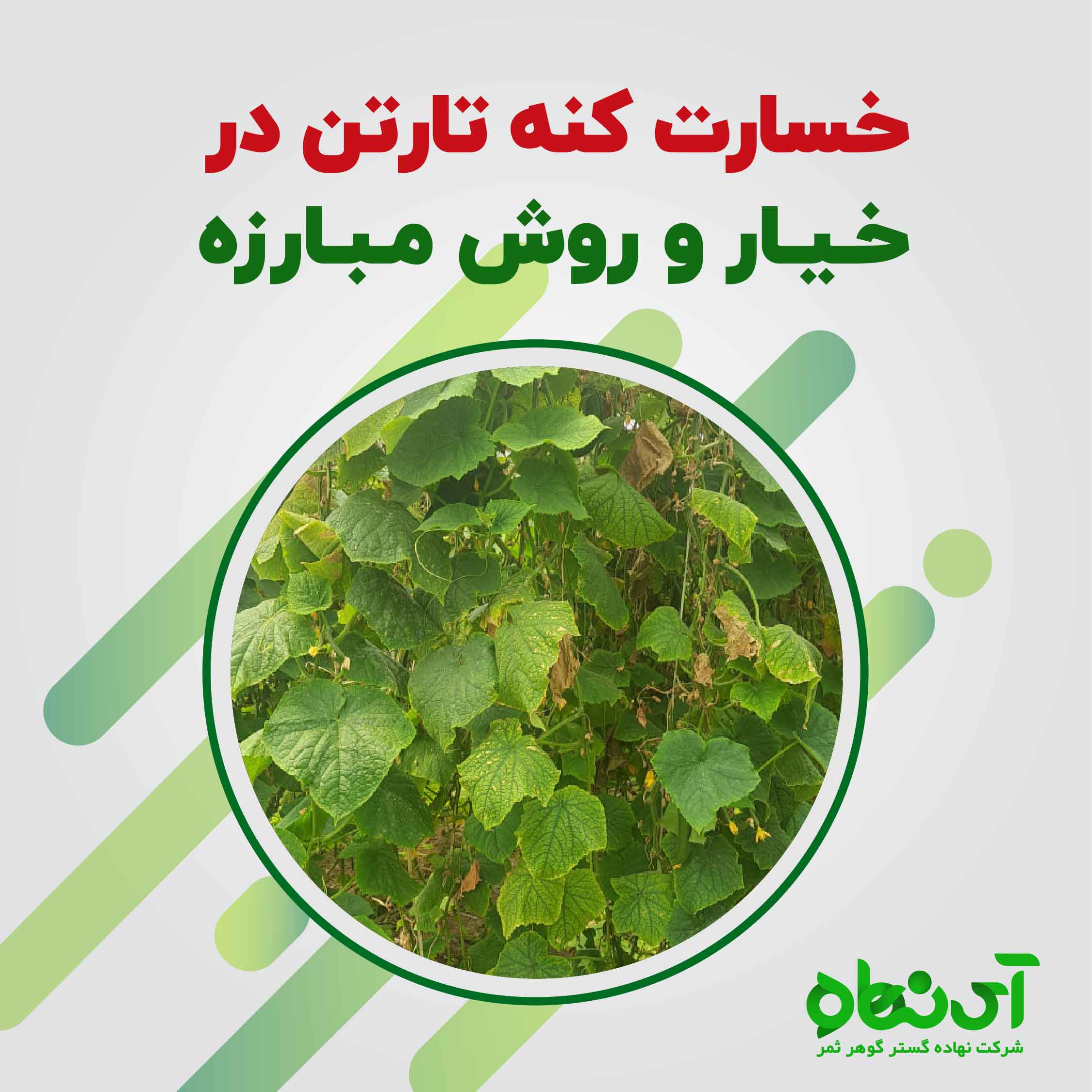 آشنایی با خسارت کنه تارتن و روش مبارزه با این آفت